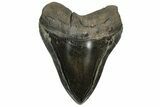 Serrated, Fossil Megalodon Tooth - Polished Blade #200798-2